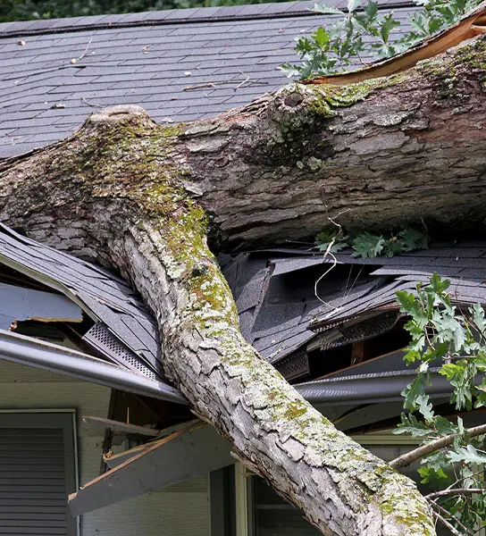 Tree falling on property claim